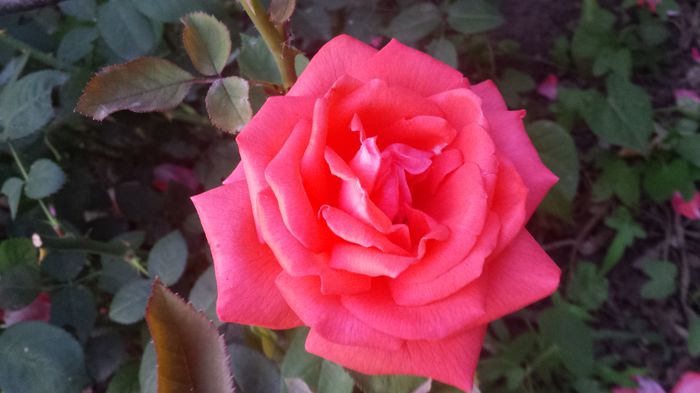 20150614_205205 - Florile mamei 2015