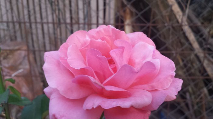 20150614_205110 - Florile mamei 2015