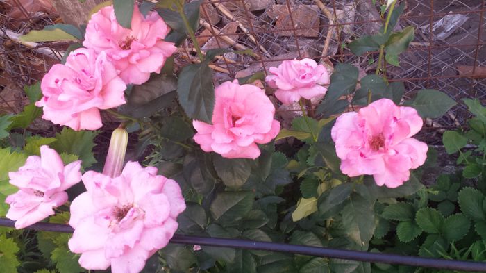 20150614_205120 - Florile mamei 2015