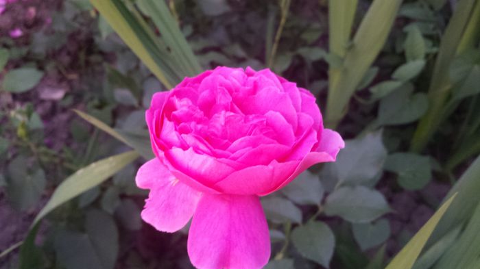 20150614_205054 - Florile mamei 2015