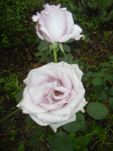 2015, May 25