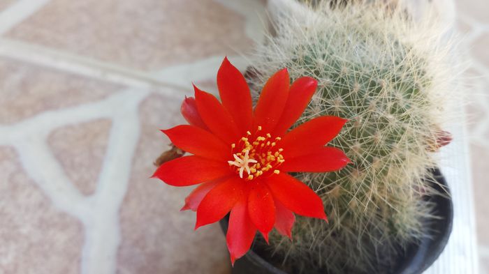 20150614_113640 - Florile mamei 2015