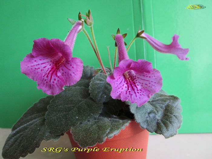 SRG s Purple Eruption - Sinningii 2015