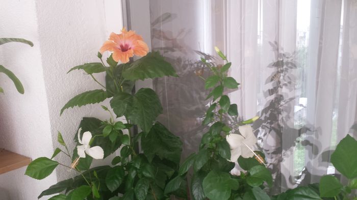 20150615_095948 - Flori 2015