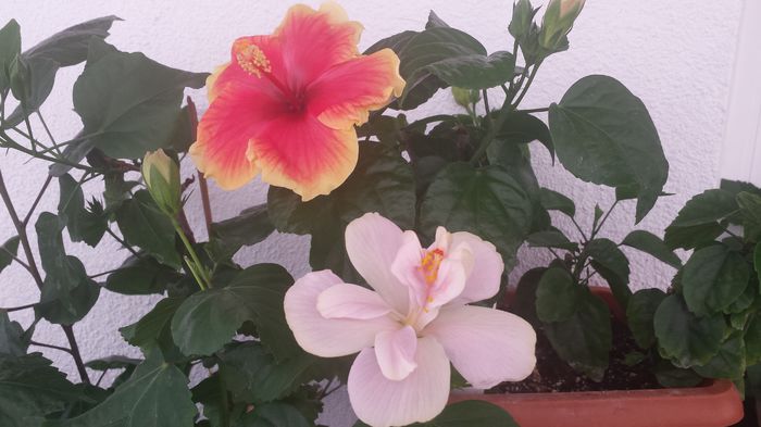 20150615_095750 - Flori 2015