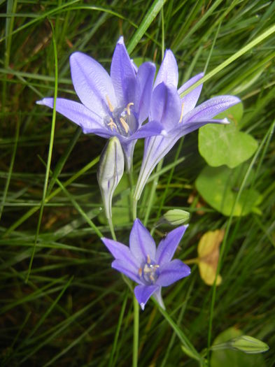 Triteleia laxa Queen Fabiola (2015,Jun.10)