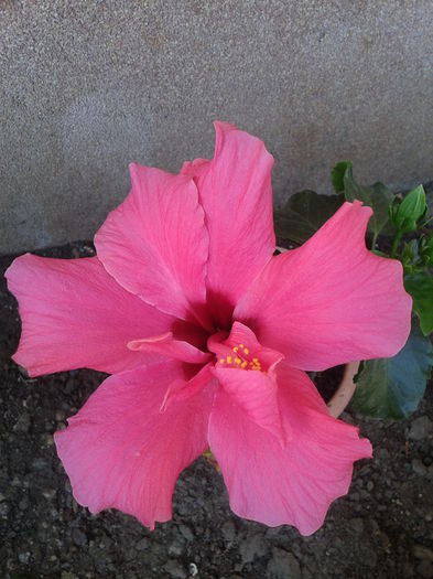 Fotografie-0018 - hibiscus