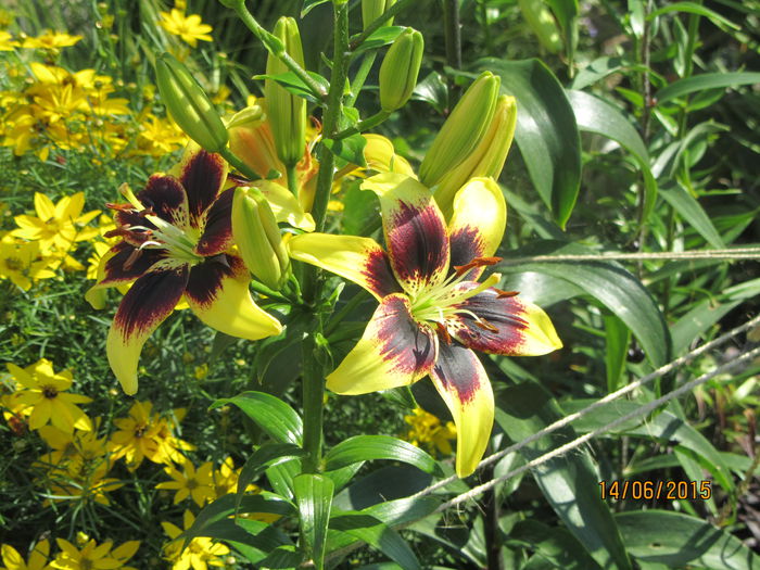 IMG_0261 - Flori de gradina-2015Vara