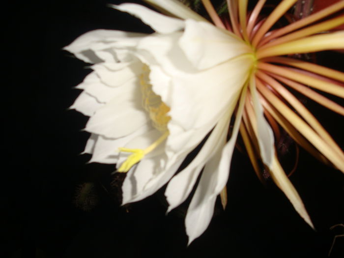 Selenicereus grandiflorus (L.) Britton & Rose 1909; Origine; Antilele Mari (Cuba, Insulele Cayman, Puerto Rico, Jamaica și Haiti), Mexic, Guatemala, Belize, Honduras, Nicaragua, precum și alte câteva locații din America de Sud și Centrală.
