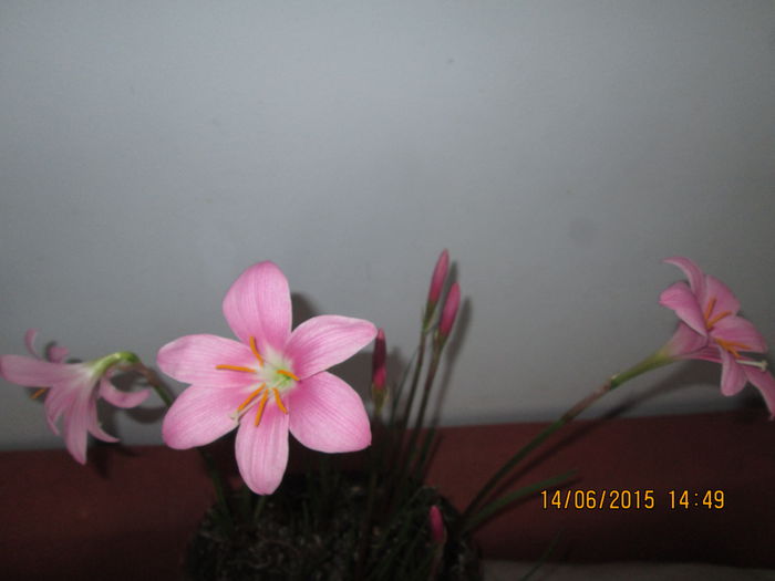 IMG_3168 - Florile mele iunie 2015