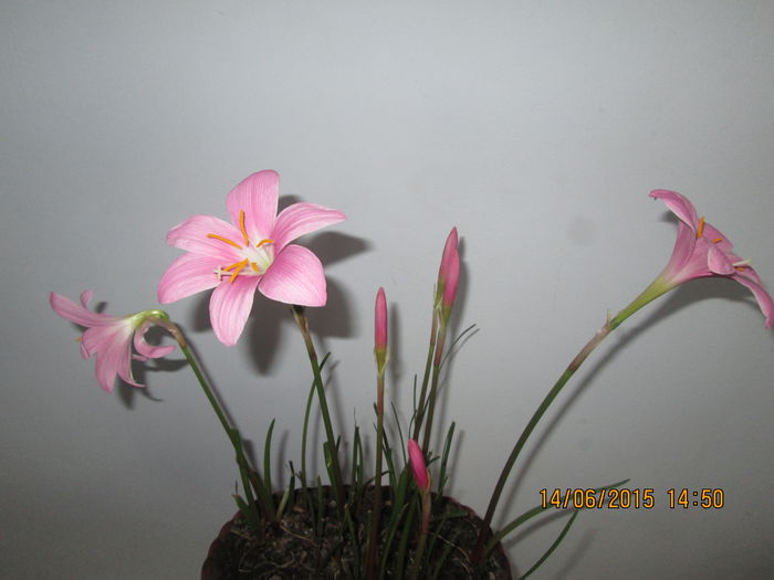 IMG_3172 - Florile mele iunie 2015