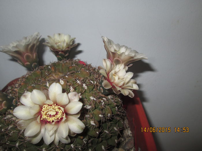 IMG_3179 - Florile mele iunie 2015