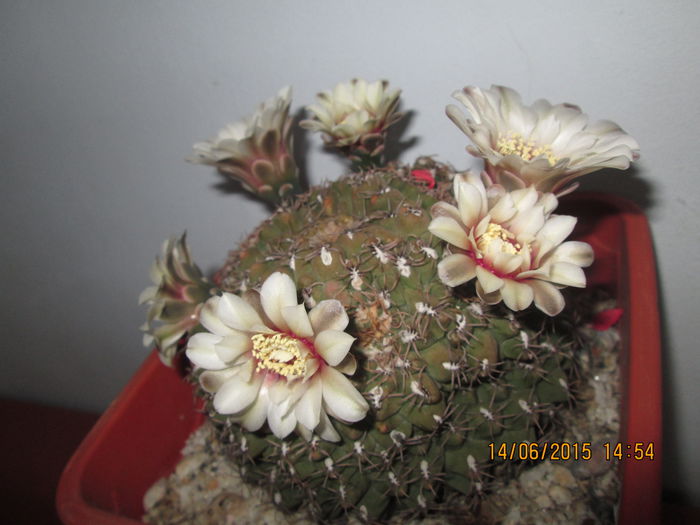 IMG_3180 - Florile mele iunie 2015