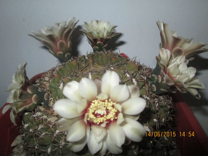 IMG_3182 - Florile mele iunie 2015
