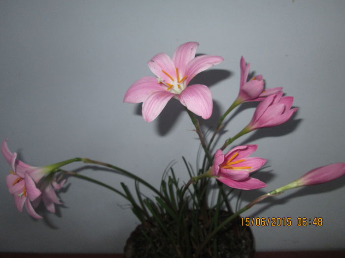 IMG_3185 - Florile mele iunie 2015