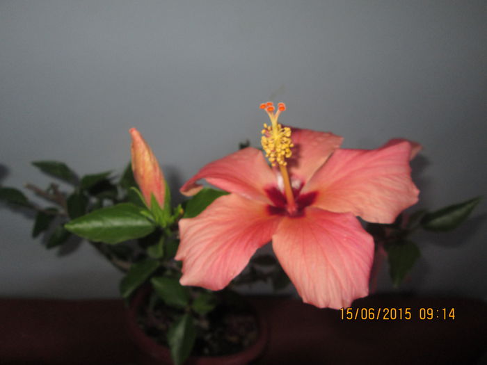 IMG_3188 - Florile mele iunie 2015