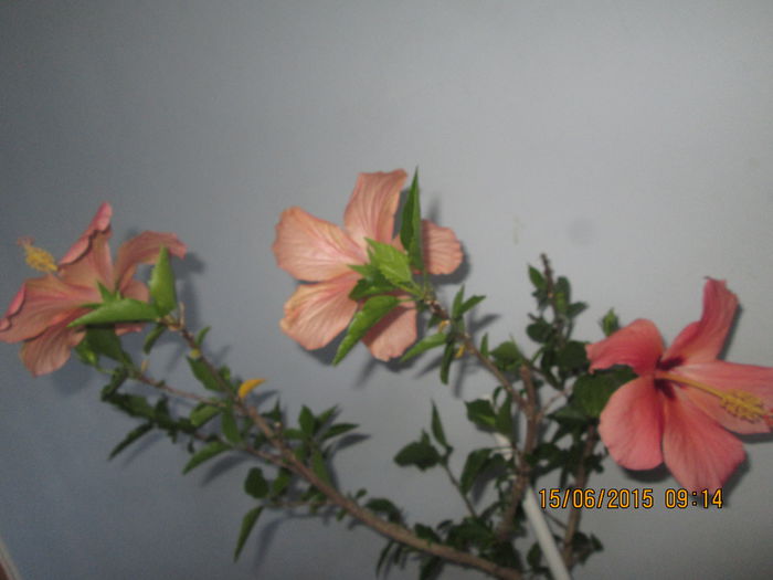 IMG_3189 - Florile mele iunie 2015