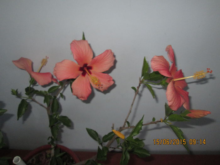 IMG_3190 - Florile mele iunie 2015