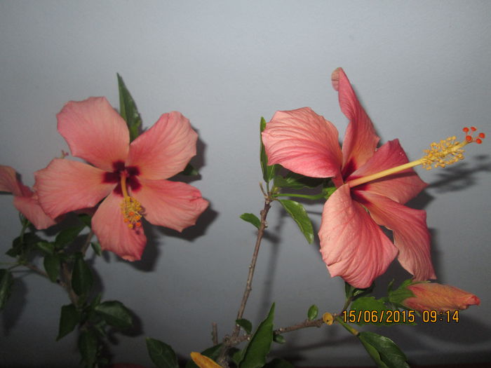 IMG_3191 - Florile mele iunie 2015