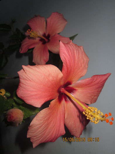 IMG_3192 - Florile mele iunie 2015
