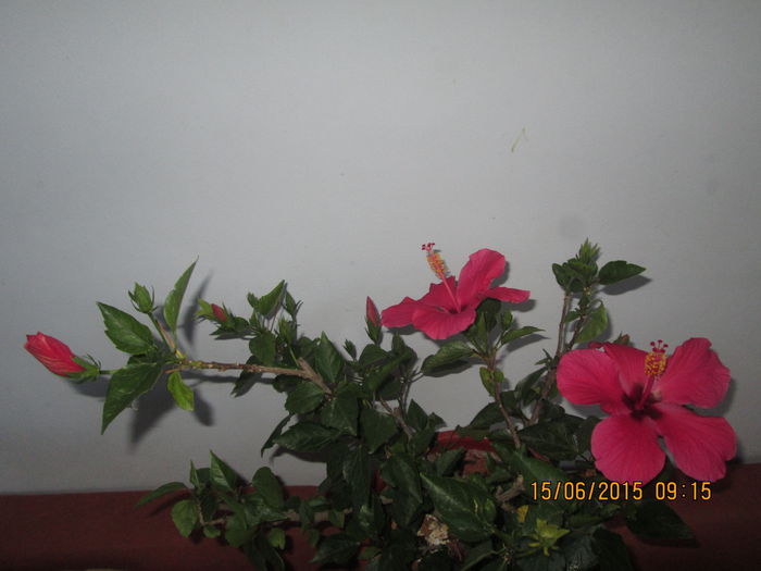 IMG_3193 - Florile mele iunie 2015