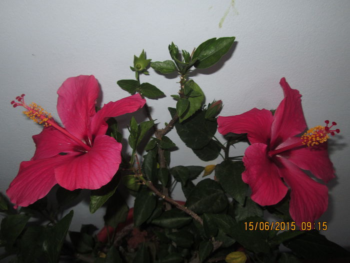 IMG_3194 - Florile mele iunie 2015