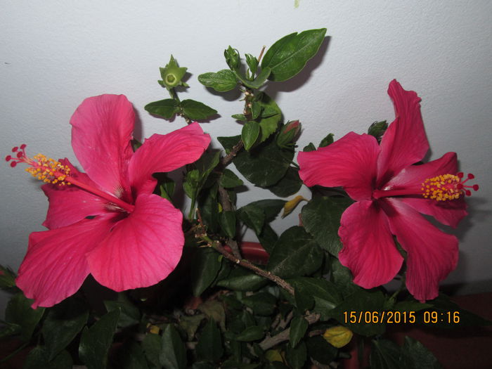 IMG_3197 - Florile mele iunie 2015