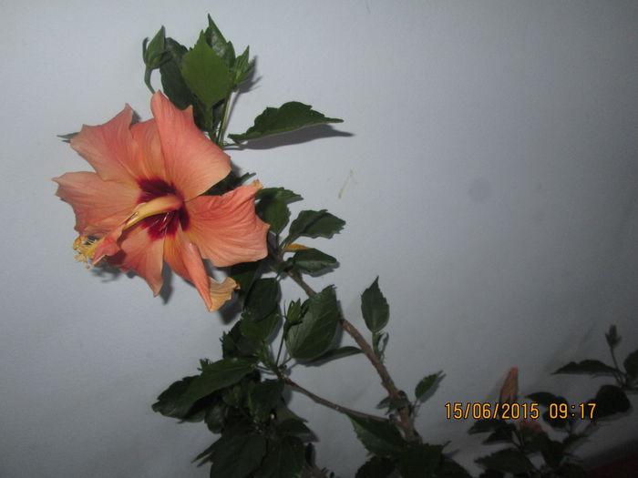 IMG_3198 - Florile mele iunie 2015