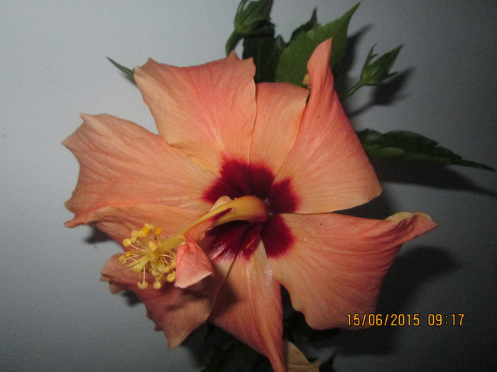 IMG_3199 - Florile mele iunie 2015