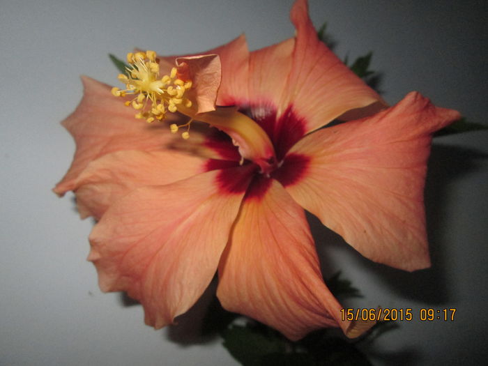 IMG_3202 - Florile mele iunie 2015