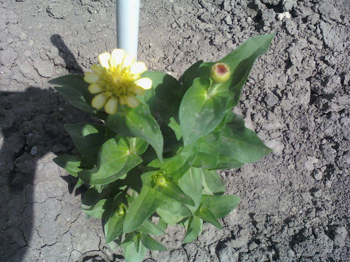 Carciumareasa galbena