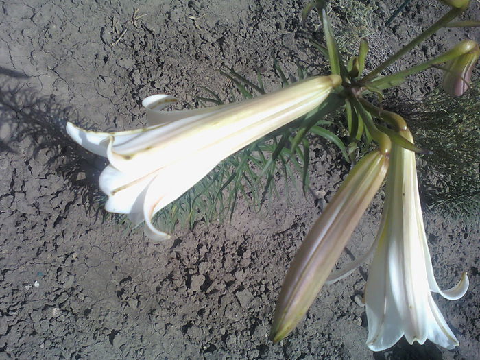 Crin alb - Flori de gradina