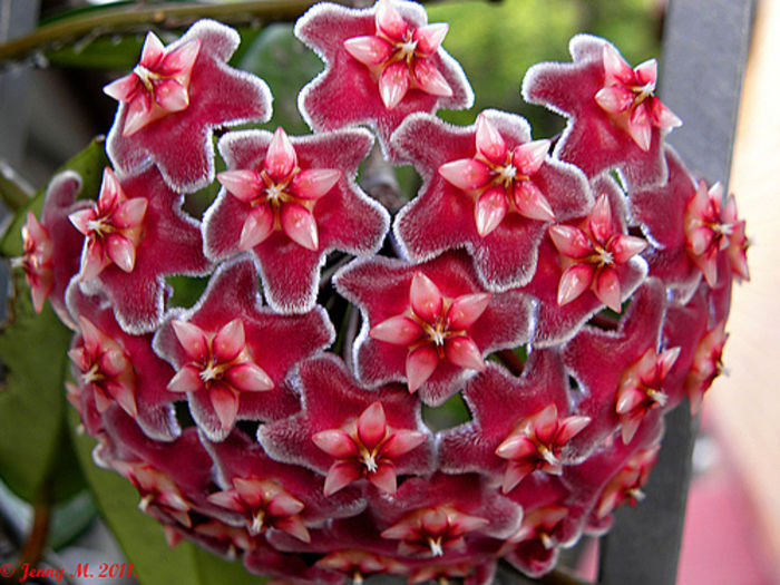 pubicalyx silver pink - Hoya