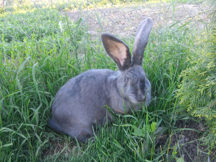 Eva; 8.600 kg. - 1 an si 2 luni
