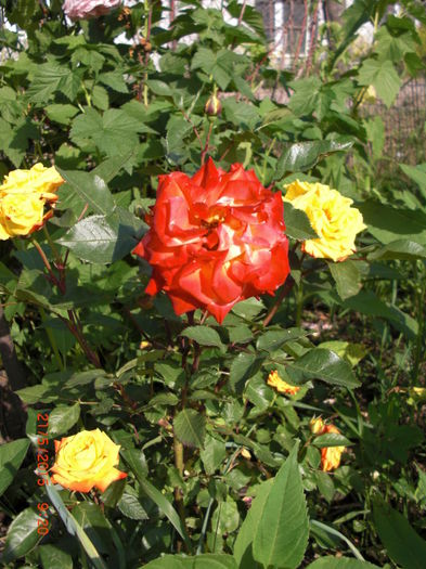 trandafiri de foc degrades - Gradina Casa si Plante Rare sau Deosebite pentru Sanatate2