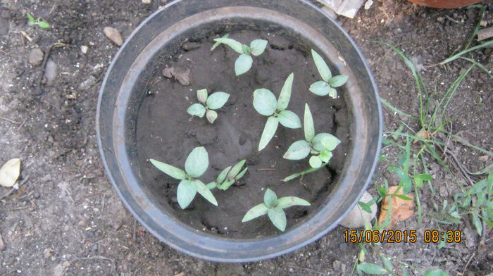 datura mov - Ciresar