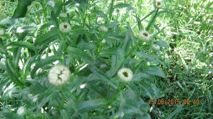 boboci de margarete albe - Ciresar