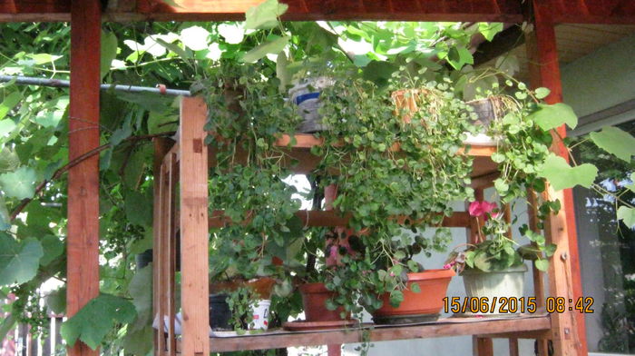 ``vitrina`` cu campanule albe - Ciresar