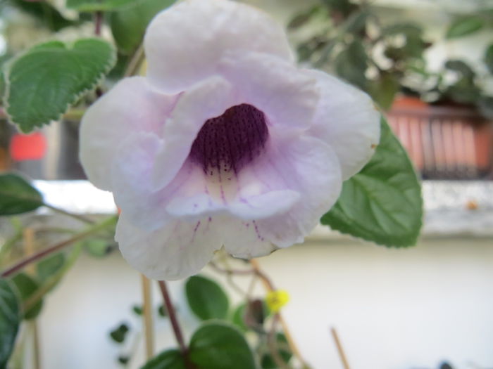  - mini sinningii 2015