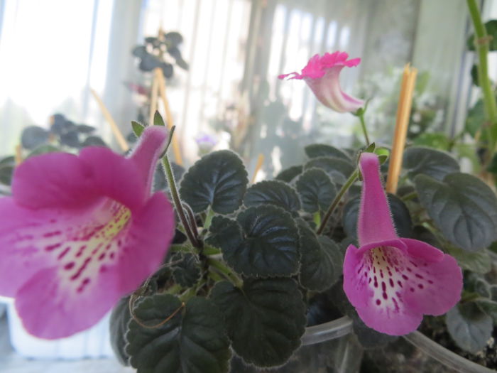  - mini sinningii 2015