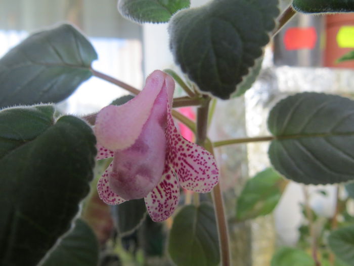  - mini sinningii 2015