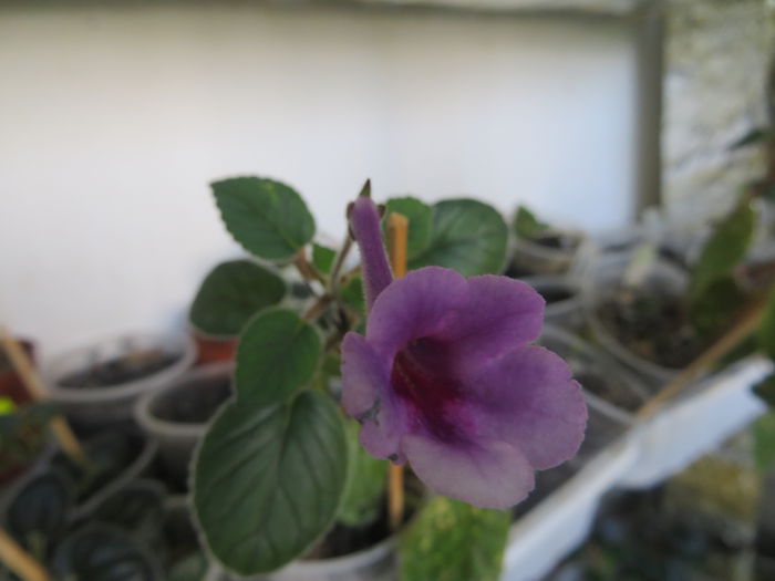  - mini sinningii 2015