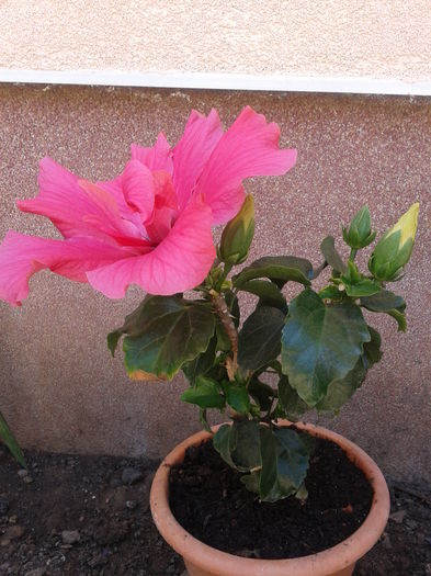 Fotografie-0021 - hibiscus