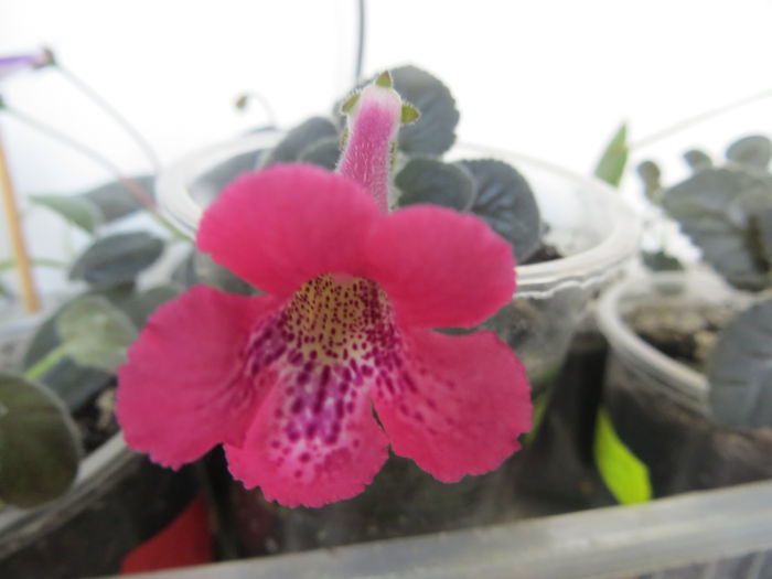  - mini sinningii 2015