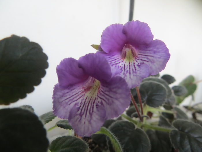  - mini sinningii 2015