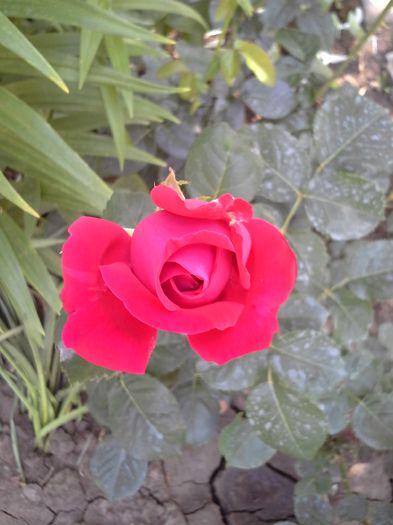 uşor parfumat