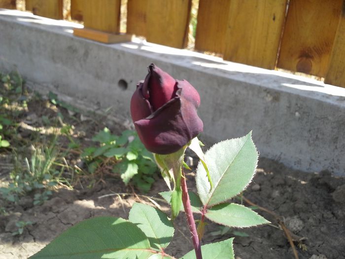 39-BLACK-BACCARA