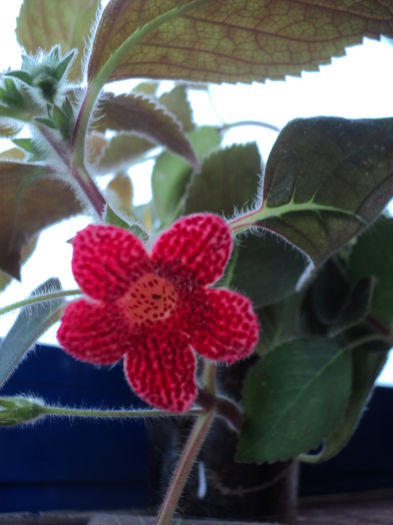 Astarte - multumesc, Danuta!