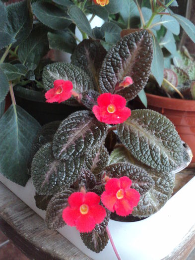 DSC09403 - 2015 - Episcia