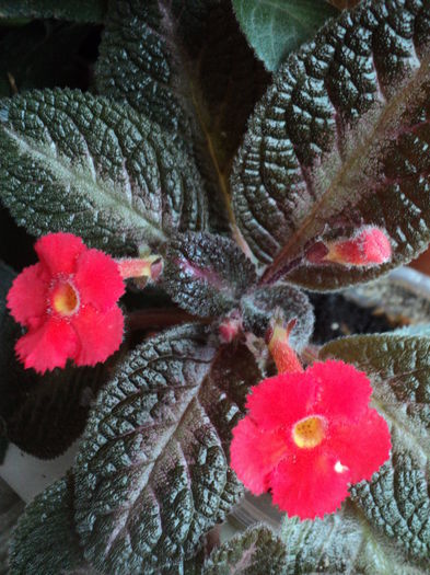 DSC09416 - 2015 - Episcia